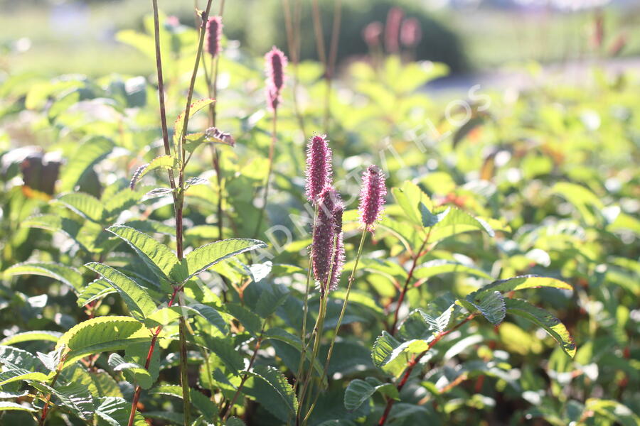Krvavec 'Blackthorn' - Sanguisorba hybrid 'Blackthorn'