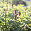 Krvavec 'Blackthorn' - Sanguisorba hybrid 'Blackthorn'