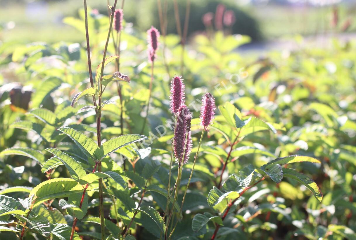 Krvavec 'Blackthorn' - Sanguisorba hybrid 'Blackthorn'