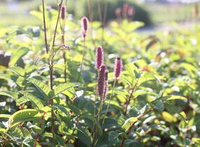 Krvavec 'Blackthorn' - Sanguisorba hybrid 'Blackthorn'