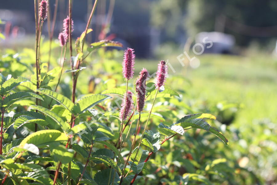 Krvavec 'Blackthorn' - Sanguisorba hybrid 'Blackthorn'