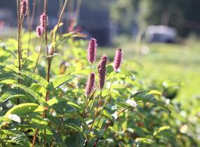 Krvavec 'Blackthorn' - Sanguisorba hybrid 'Blackthorn'