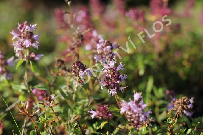 Mateřídouška vejčitá - Thymus pulegioides