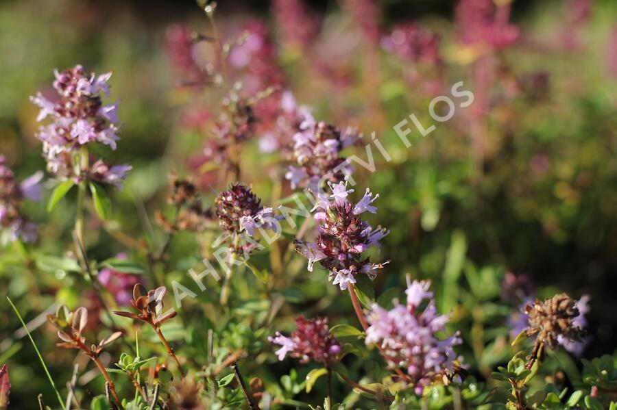 Mateřídouška vejčitá - Thymus pulegioides