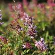 Mateřídouška vejčitá - Thymus pulegioides