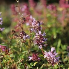 Mateřídouška vejčitá - Thymus pulegioides