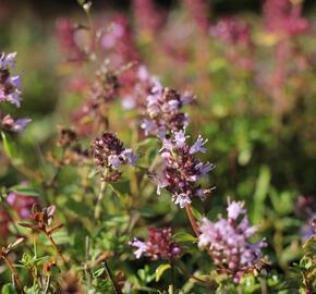 Mateřídouška vejčitá - Thymus pulegioides