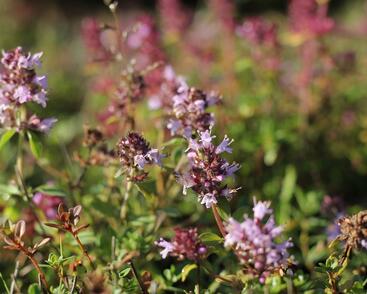 Mateřídouška vejčitá