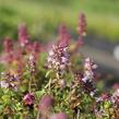 Mateřídouška vejčitá - Thymus pulegioides