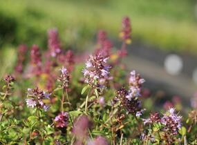 Mateřídouška vejčitá - Thymus pulegioides