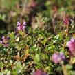 Mateřídouška vejčitá - Thymus pulegioides