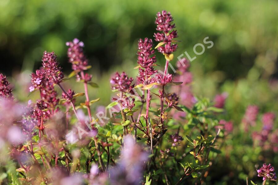 Mateřídouška vejčitá - Thymus pulegioides