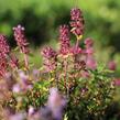 Mateřídouška vejčitá - Thymus pulegioides