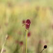 Krvavec toten 'Red Thunder' - Sanguisorba officinalis 'Red Thunder'