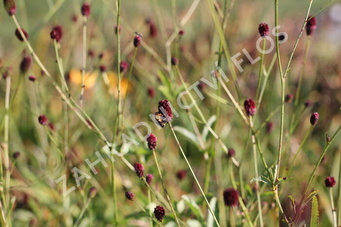 Krvavec toten 'Red Thunder' - Sanguisorba officinalis 'Red Thunder'