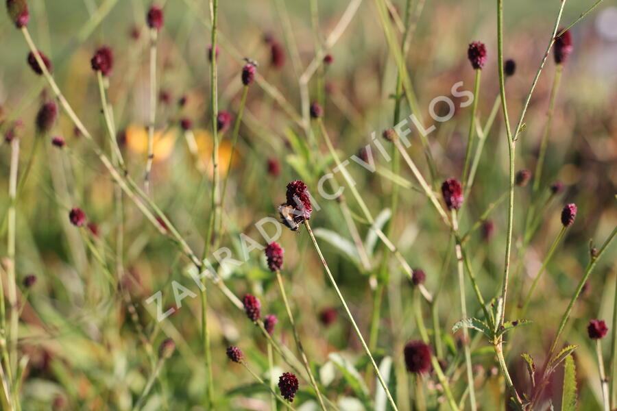 Krvavec toten 'Red Thunder' - Sanguisorba officinalis 'Red Thunder'