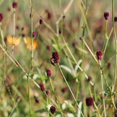 Krvavec toten 'Red Thunder' - Sanguisorba officinalis 'Red Thunder'