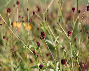 Krvavec toten 'Red Thunder'