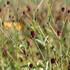 krvavec-toten-red-thunder.jpg