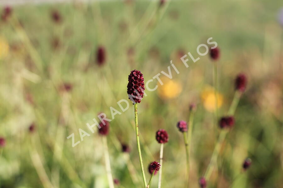 Krvavec toten 'Red Thunder' - Sanguisorba officinalis 'Red Thunder'