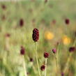Krvavec toten 'Red Thunder' - Sanguisorba officinalis 'Red Thunder'