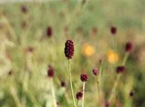 Krvavec toten 'Red Thunder' - Sanguisorba officinalis 'Red Thunder'