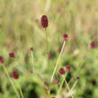 Krvavec toten 'Red Thunder' - Sanguisorba officinalis 'Red Thunder'