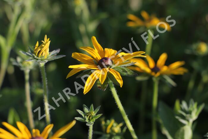 Třapatka zářivá - Rudbeckia fulgida var. deamii