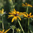 Třapatka zářivá - Rudbeckia fulgida var. deamii