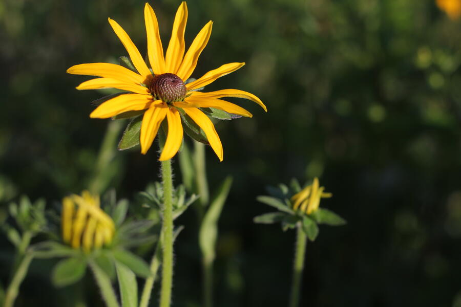 Třapatka zářivá - Rudbeckia fulgida var. deamii