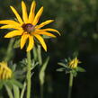 Třapatka zářivá - Rudbeckia fulgida var. deamii