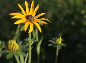 Třapatka zářivá - Rudbeckia fulgida var. deamii