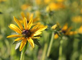 Třapatka zářivá - Rudbeckia fulgida var. deamii