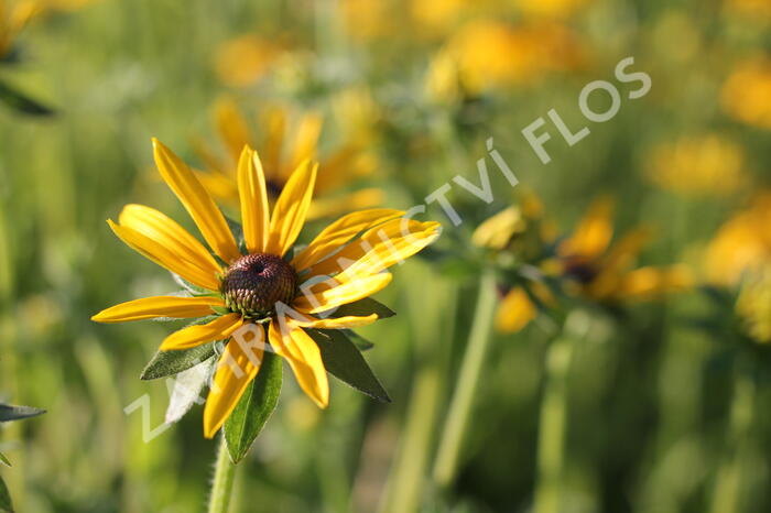 Třapatka zářivá - Rudbeckia fulgida var. deamii