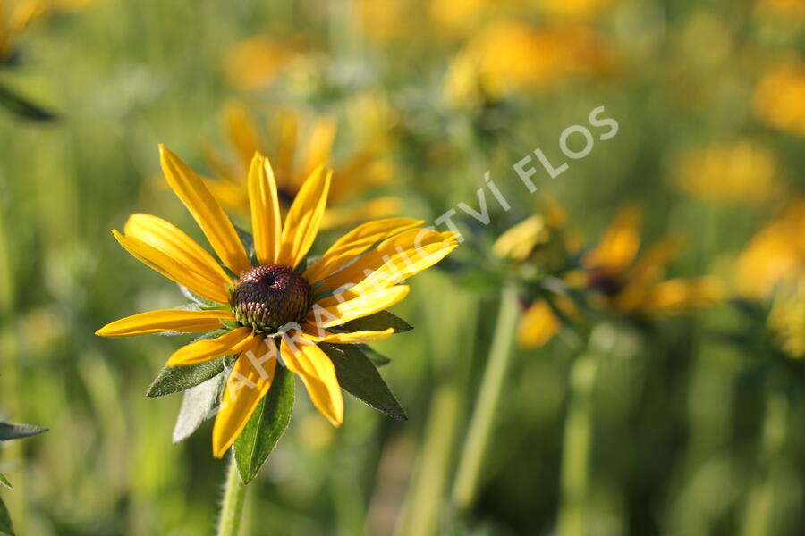 Třapatka zářivá - Rudbeckia fulgida var. deamii