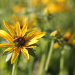 Třapatka zářivá - Rudbeckia fulgida var. deamii