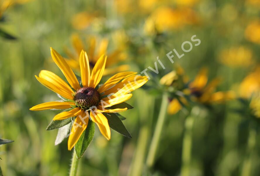 Třapatka zářivá - Rudbeckia fulgida var. deamii