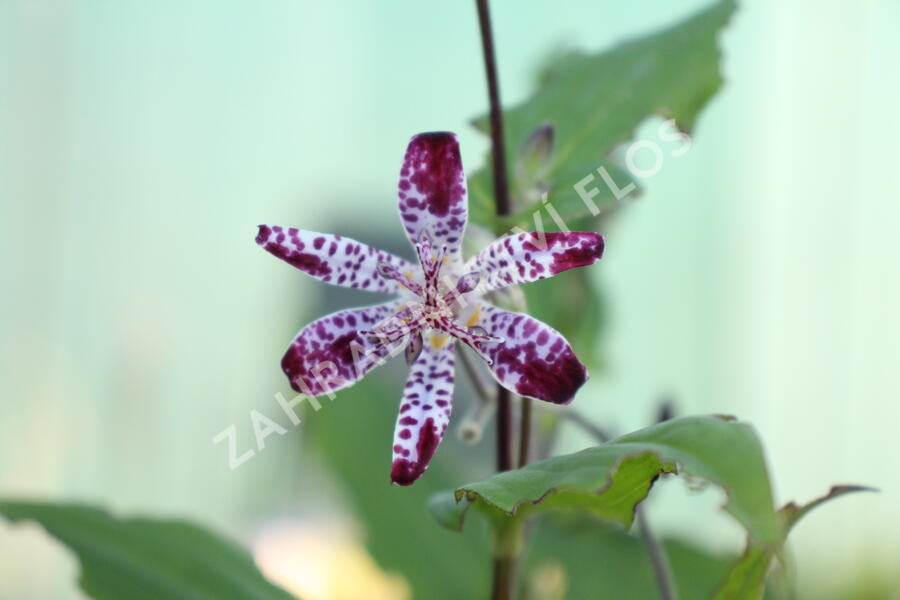 Liliovka, hadí lilie 'Empres' - Tricyrtis 'Empress'