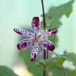 Liliovka, hadí lilie 'Empres' - Tricyrtis 'Empress'