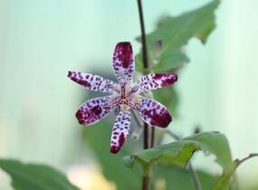 Liliovka, hadí lilie 'Empres' - Tricyrtis 'Empress'