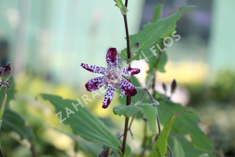 Liliovka, hadí lilie 'Empres' - Tricyrtis 'Empress'