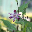 Liliovka, hadí lilie 'Empres' - Tricyrtis 'Empress'