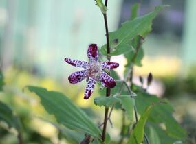 Liliovka, hadí lilie 'Empres' - Tricyrtis 'Empress'