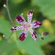Liliovka, hadí lilie 'Empres' - Tricyrtis 'Empress'