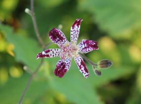 Liliovka, hadí lilie 'Empres' - Tricyrtis 'Empress'