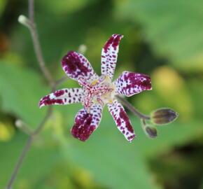 Liliovka, hadí lilie 'Empres' - Tricyrtis 'Empress'
