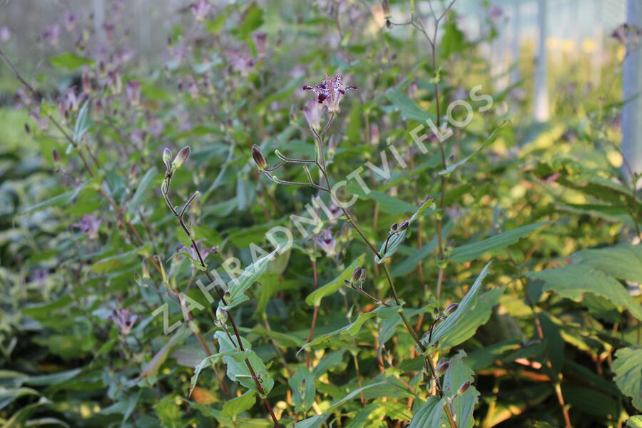 Liliovka, hadí lilie 'Empres' - Tricyrtis 'Empress'
