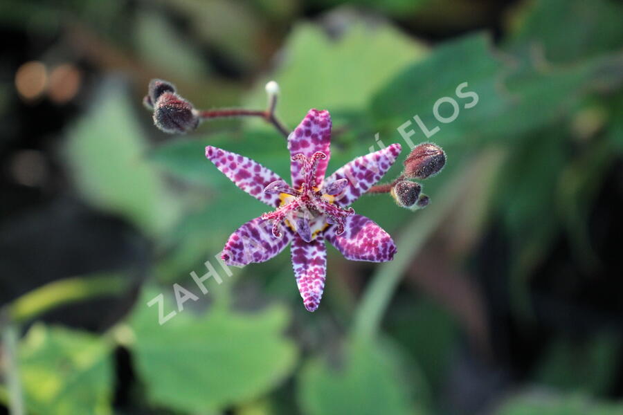 Liliovka, hadí lilie 'Purple Beauty' - Tricyrtis formosana 'Purple Beauty'