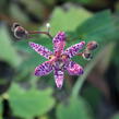 Liliovka, hadí lilie 'Purple Beauty' - Tricyrtis formosana 'Purple Beauty'