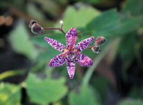Liliovka, hadí lilie 'Purple Beauty' - Tricyrtis formosana 'Purple Beauty'